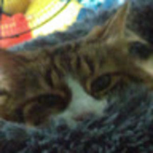 Meet your Posher, Sue